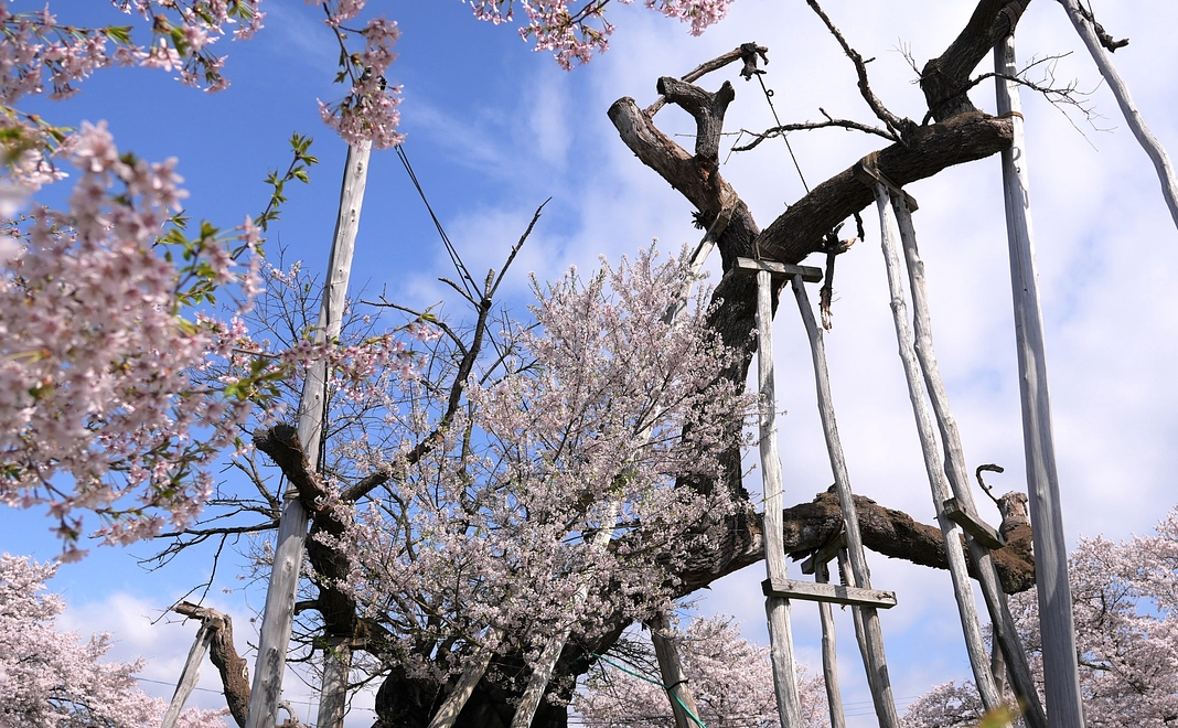 50,000円プラン ◎ご支援よろしくお願いいたします。