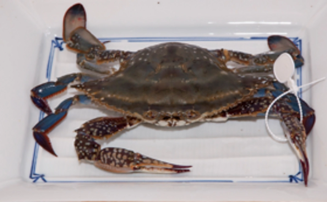 【限定20名】【定価の17％オフ】魚長のタグ付き！高級活渡り蟹500グラム（1杯）