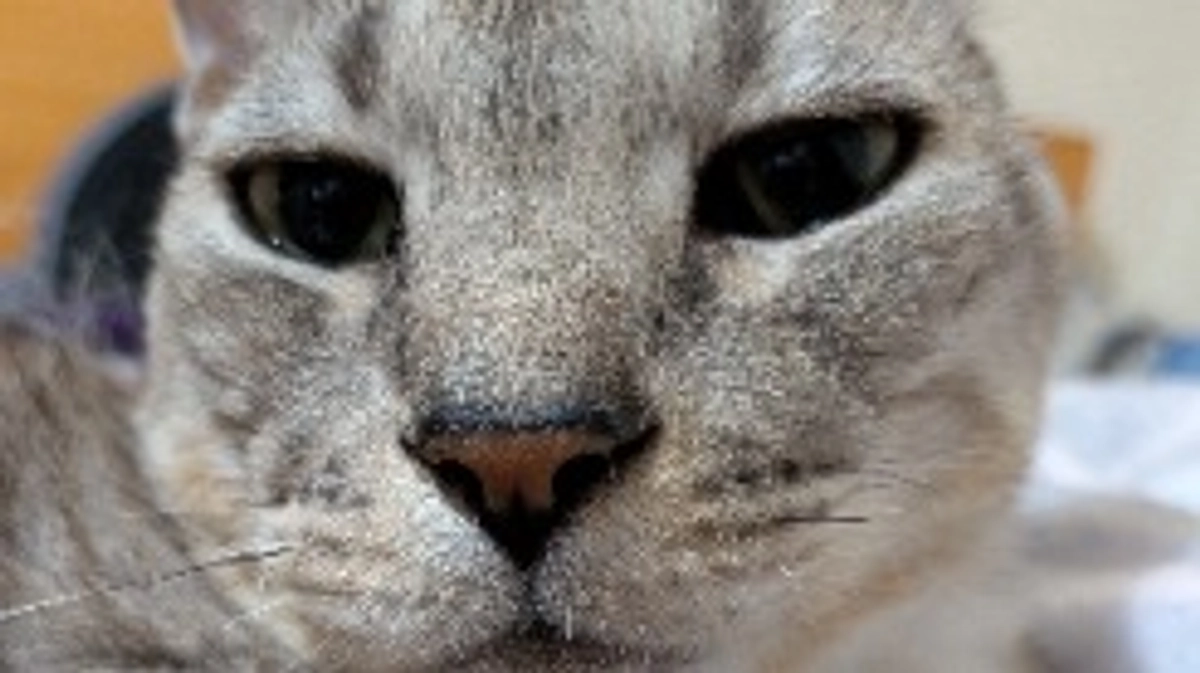 プロジェクト成功の為終了しました