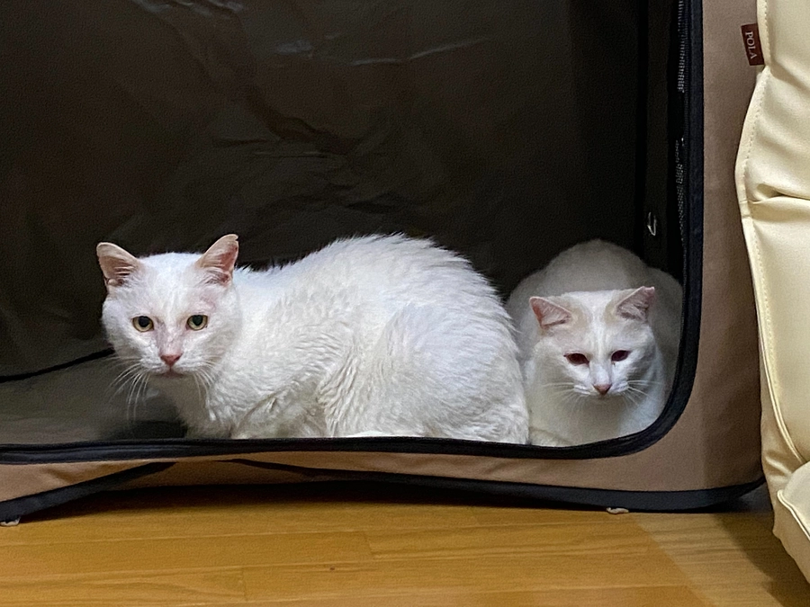 エイズにゃんこたちに幸せ切符が届きました。