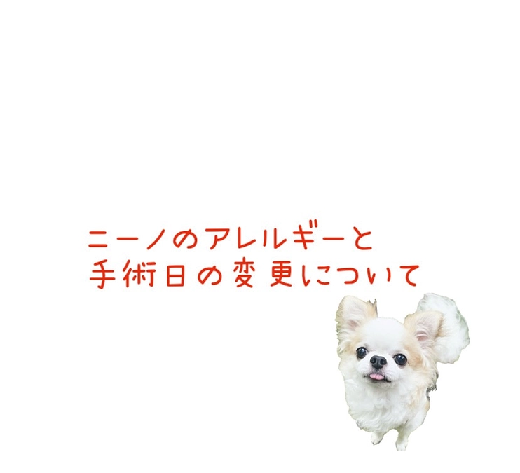 【クラファン終了まであと8日】ニーノのアレルギーについて