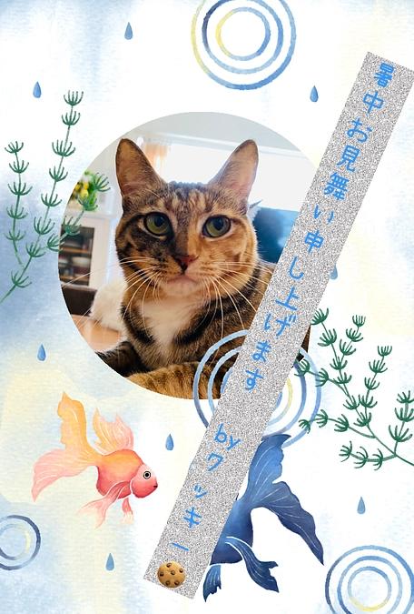 ご無沙汰してるにゃの〜💙クッキーちゃんからの暑中見舞い🎐