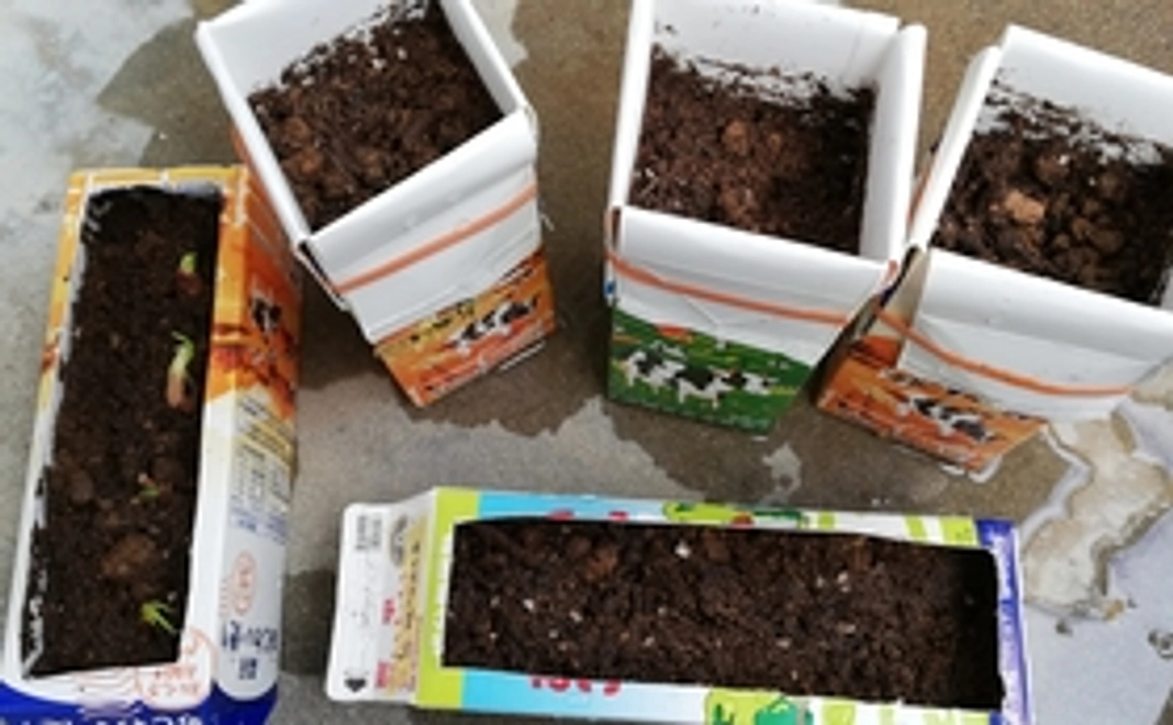 感謝の手紙②、花の種