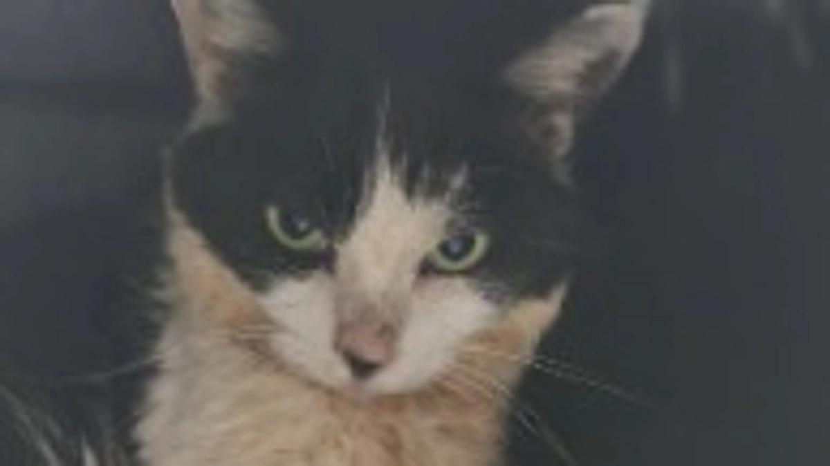 🆘️クラウドファンディング終了まで残り4️⃣9️⃣時間です🆘️