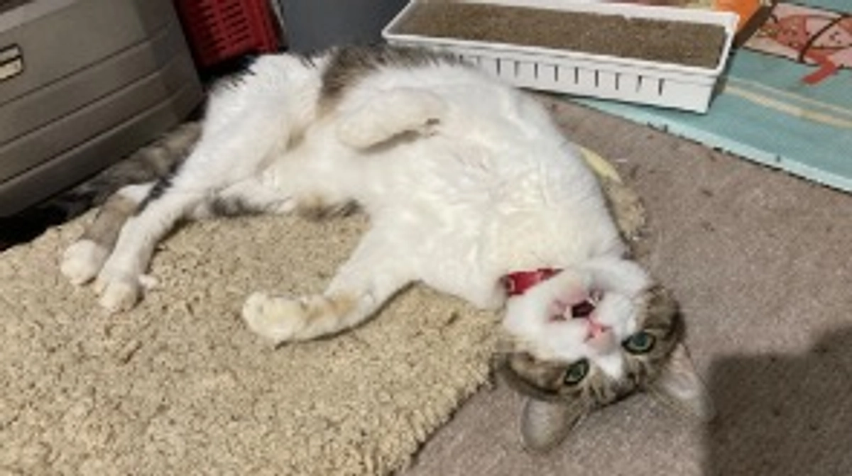 🏥12/28 退院してきました🏠