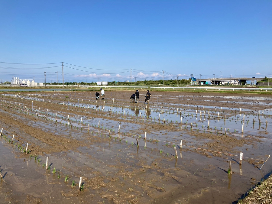 田植えが終わりました