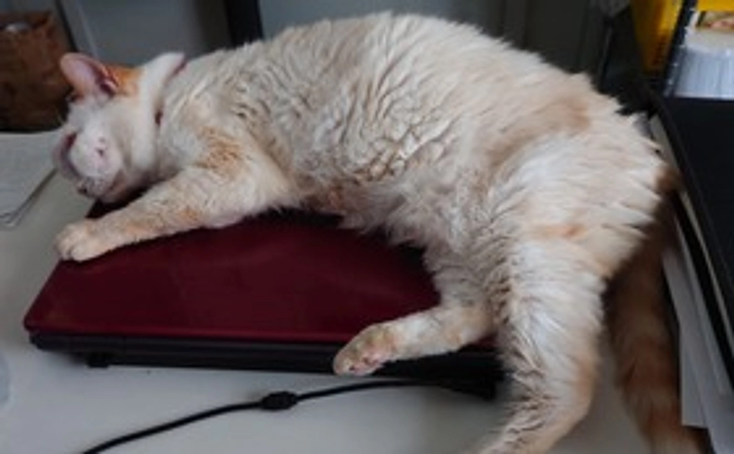 しっぽなより感謝のメールと画像