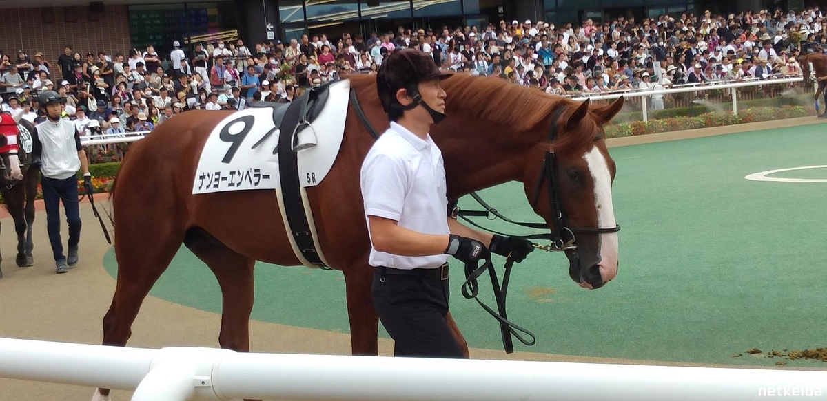３歳若馬の引退競走馬　ナンヨーエンペラーを引き取りました