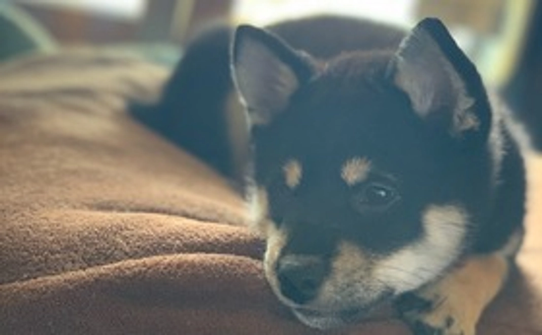 感謝のお手紙と写真