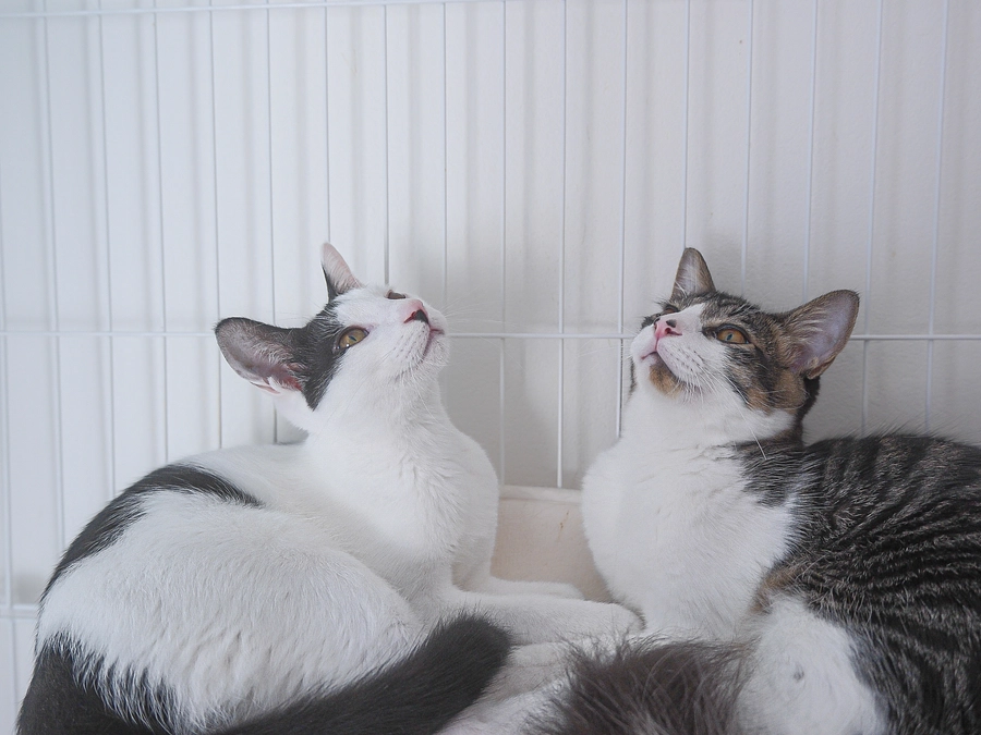 ［ リターン紹介 ］トートバッグ＆カフェ利用券