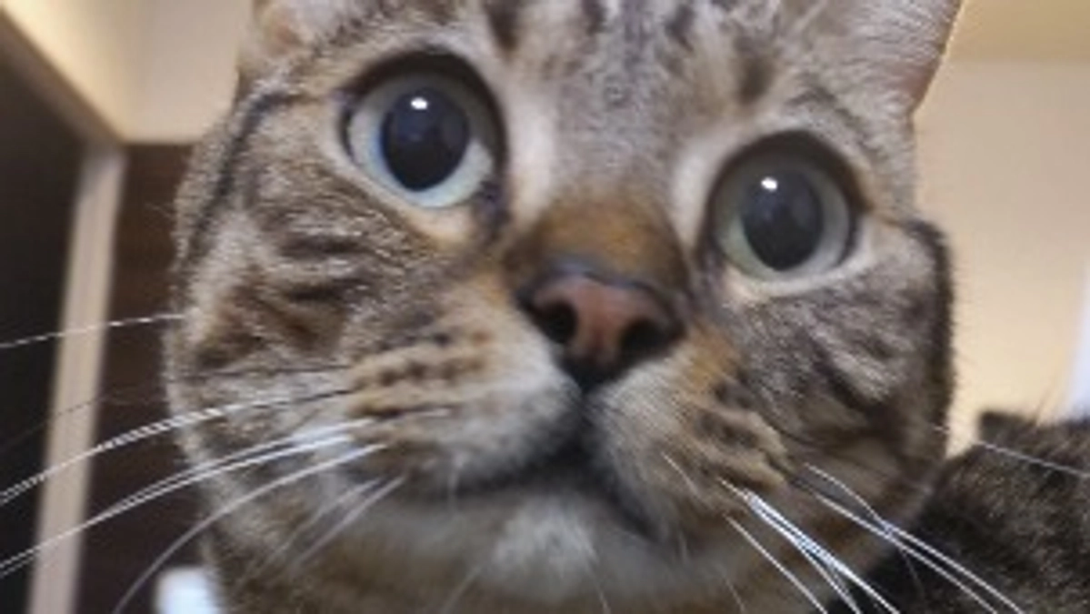 残り日数3日💦達成率30%超え　今日のらんまる