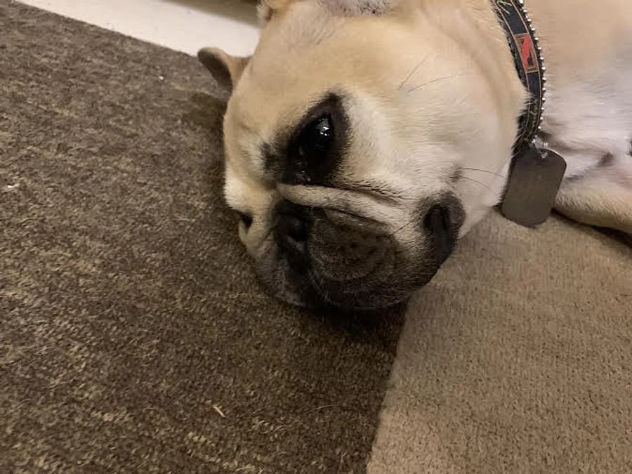 ちくわの闘病日記⑦