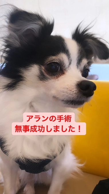 手術成功しました！