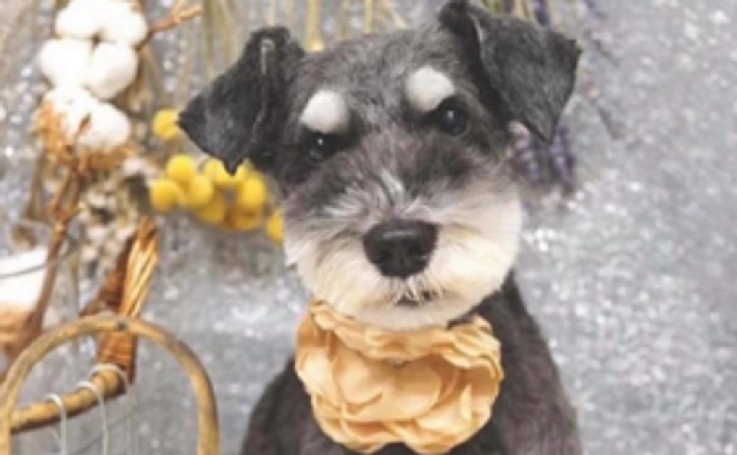 【リターン不要な方向け】未来に続く『殺処分0』を目指す活動3,000円コース