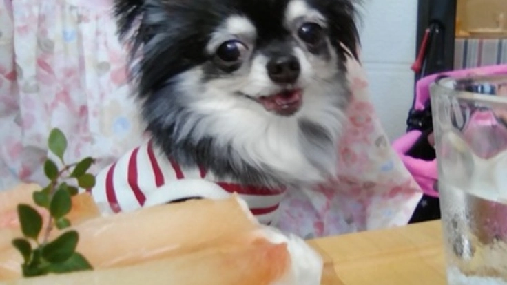 わんこと一緒に食事・買い物ができるお店を、新潟市にオープン！