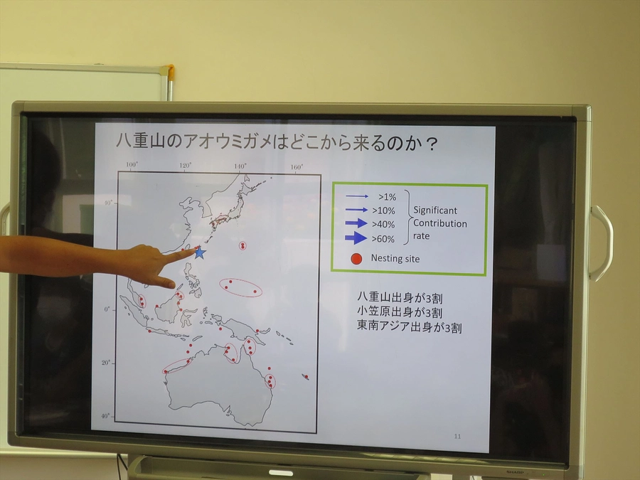 ⑨ ウミガメが悪いわけじゃないのだけど…