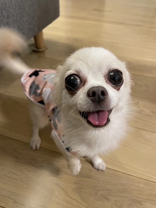 今日のラムちゃん