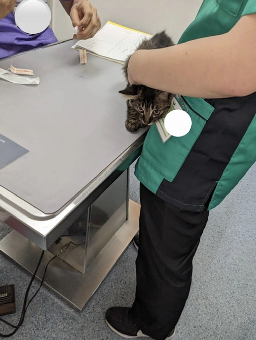 生後３ヶ月　子猫ちゃん検査