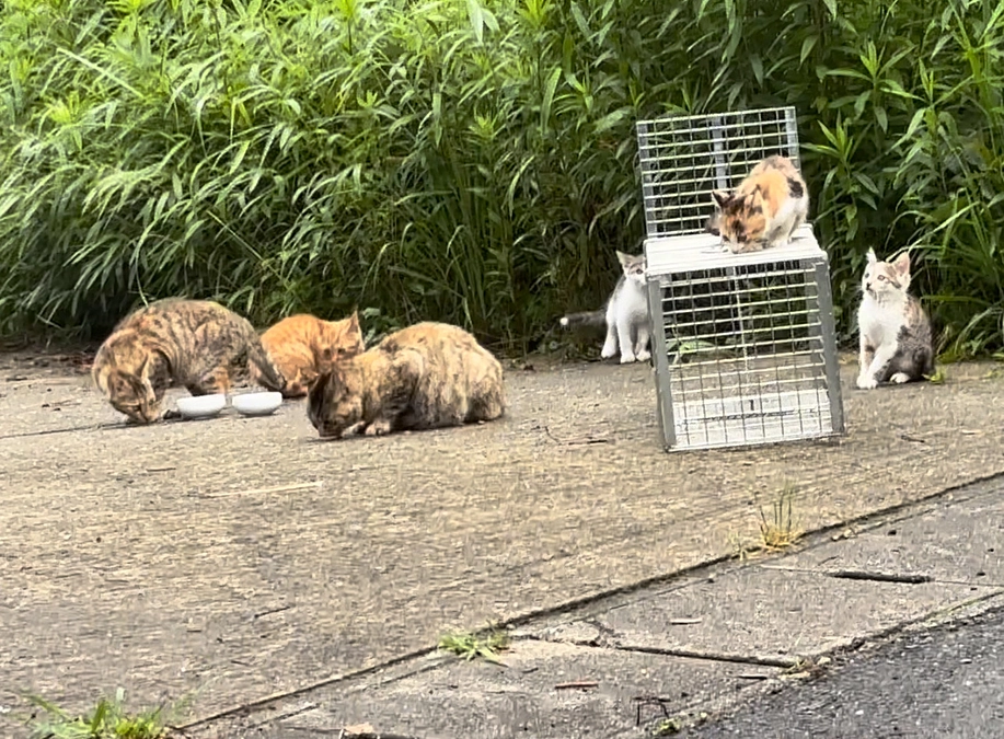 10匹の保護猫ちゃん達がそれぞれのお家に・・。そして、また子猫が！！