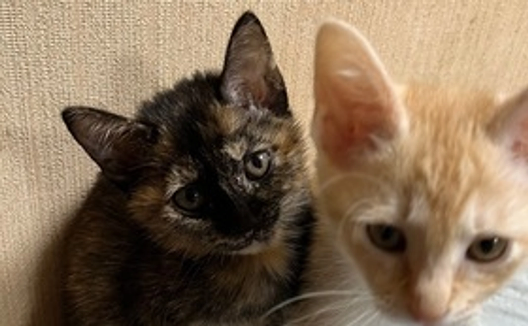 オビン応援ありがとう①リターンご不要の方・感謝のメールを送らせていただきます。