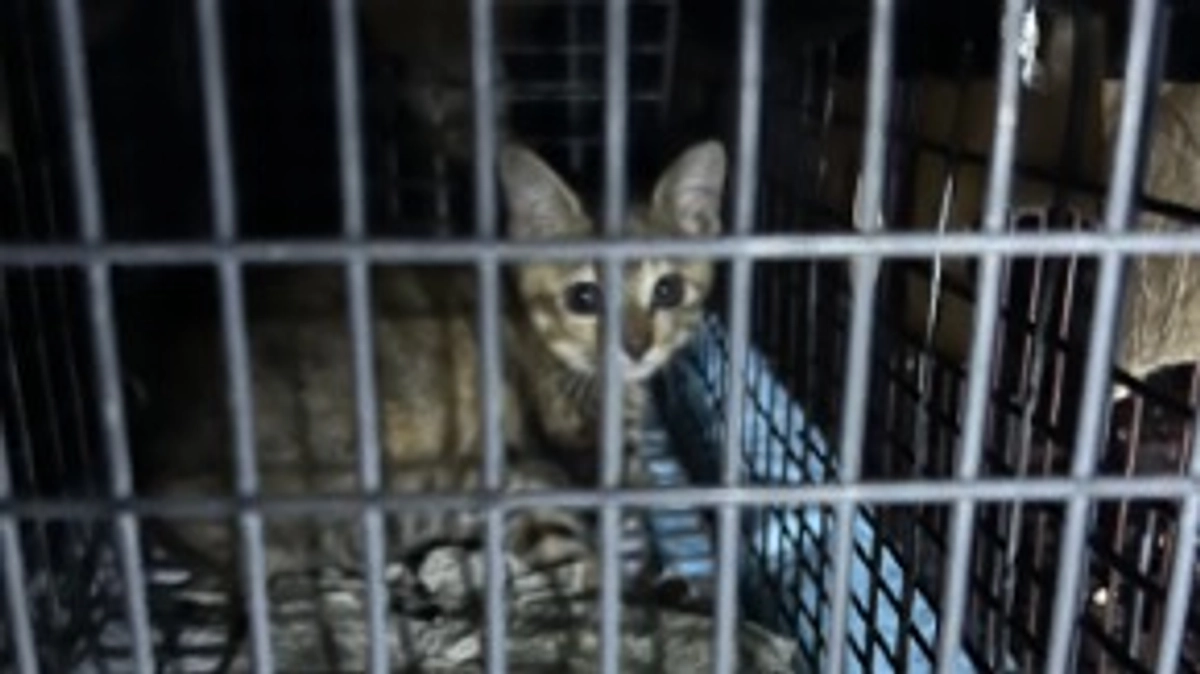 対岸側の猫の全頭保護が終わりました