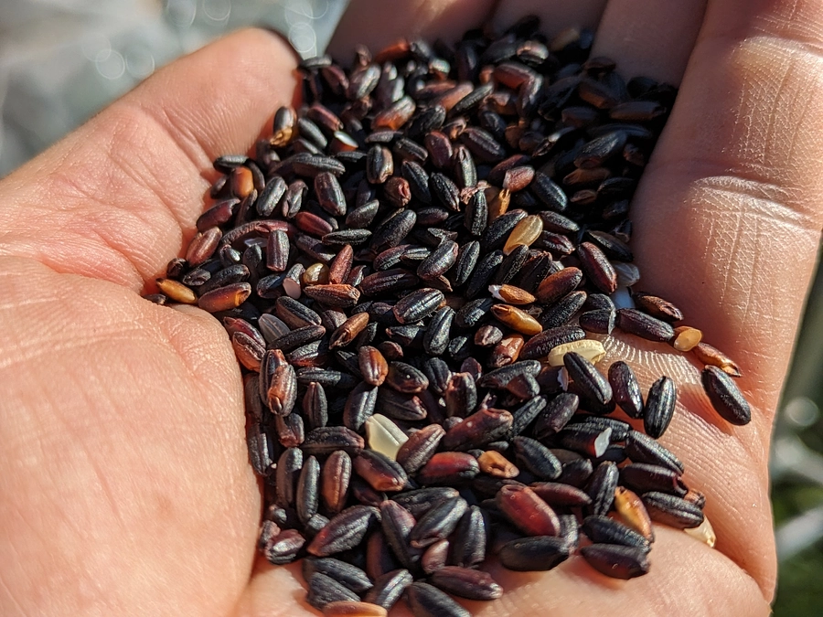 11/21　古代米黒米をもみすりしました！おめぐり庵にて