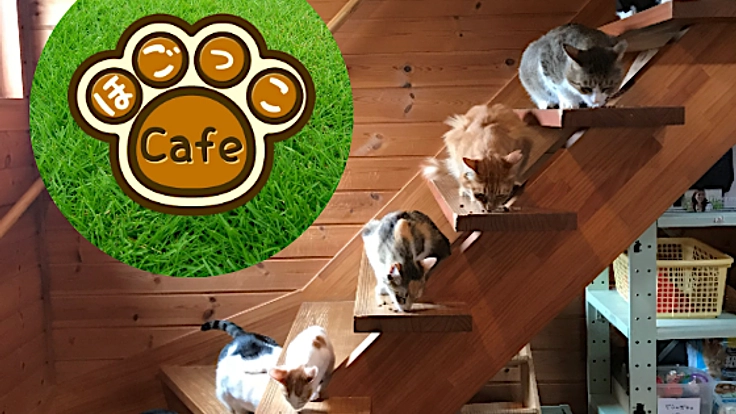 1匹でも多くの命の幸せのために、保護活動を継続していきたい！