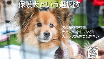 保護犬達の一時シェルター完備へ向けて のトップ画像