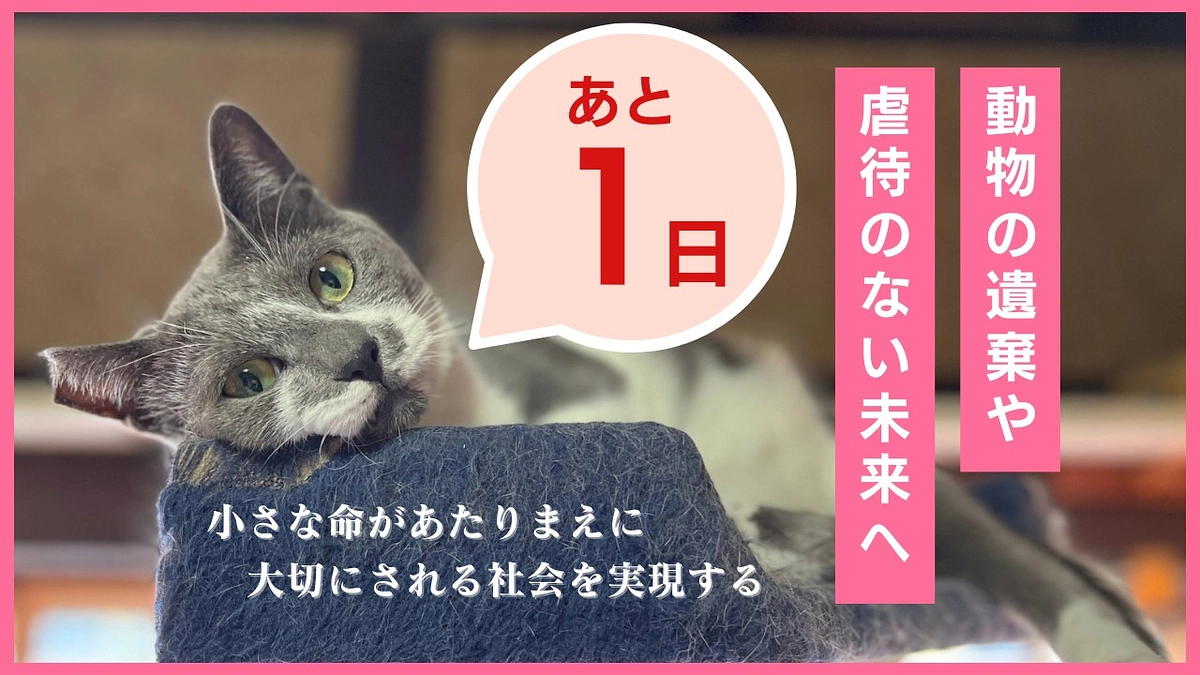 クラファンいよいよ明日まで！ 〜2024今年最後の子猫がやってきました〜
