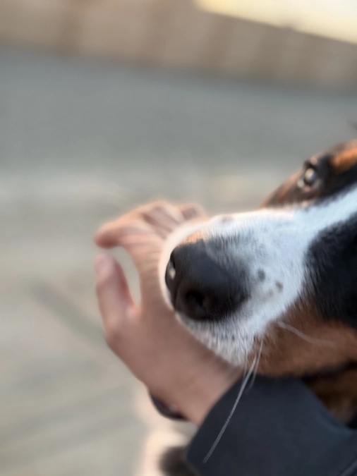 とうたの手術日が決まりました