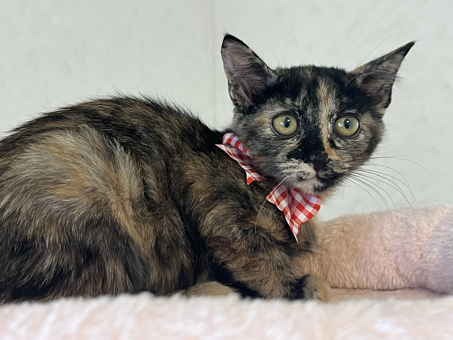 こにゃんこ紹介