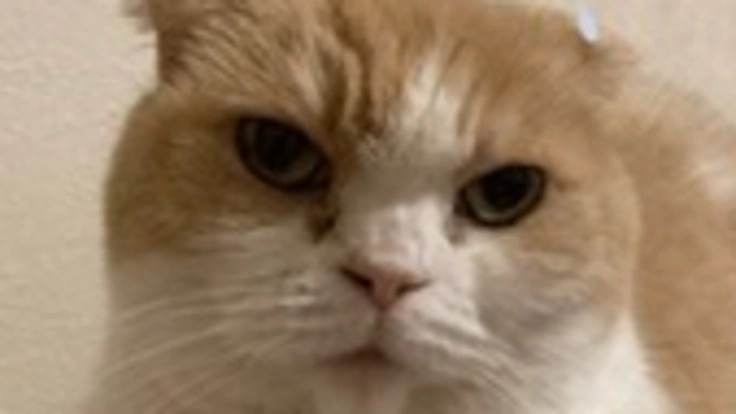 9歳の腎不全猫を助けてください