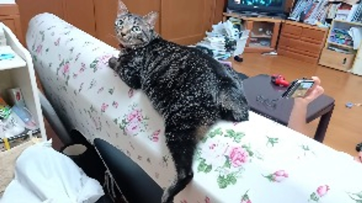 耳の癌について