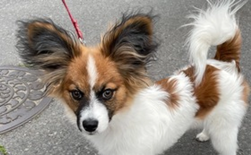 チャッピーがんばれ！_B