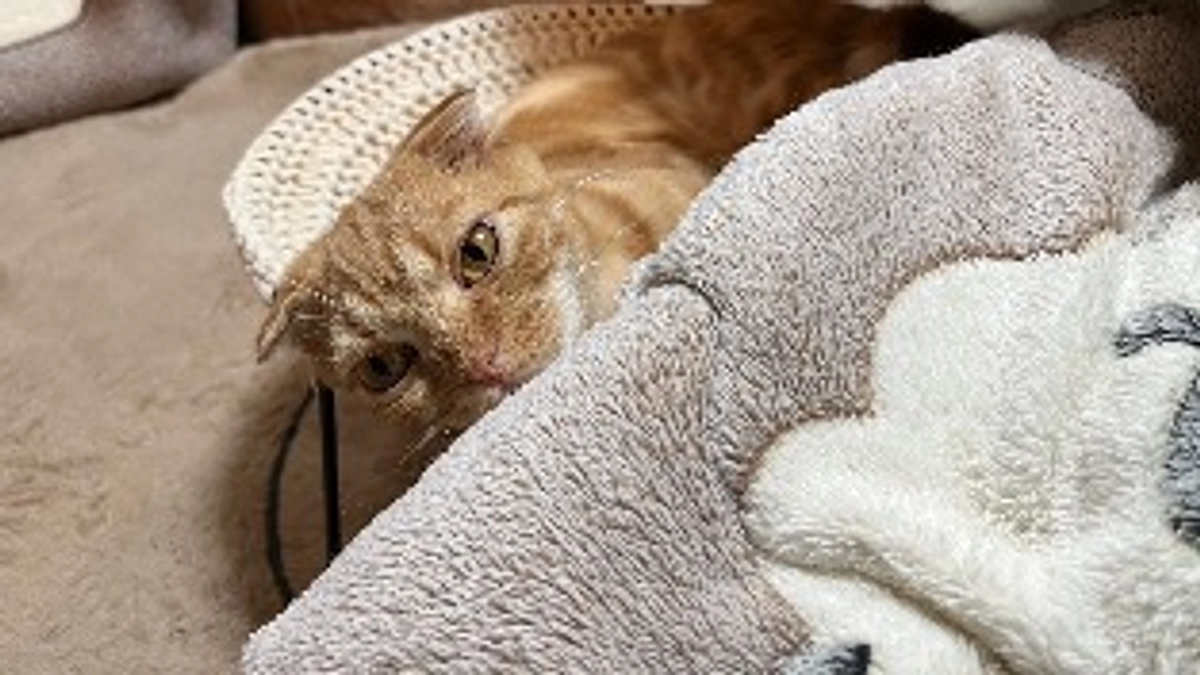 FIP経過観察2日目