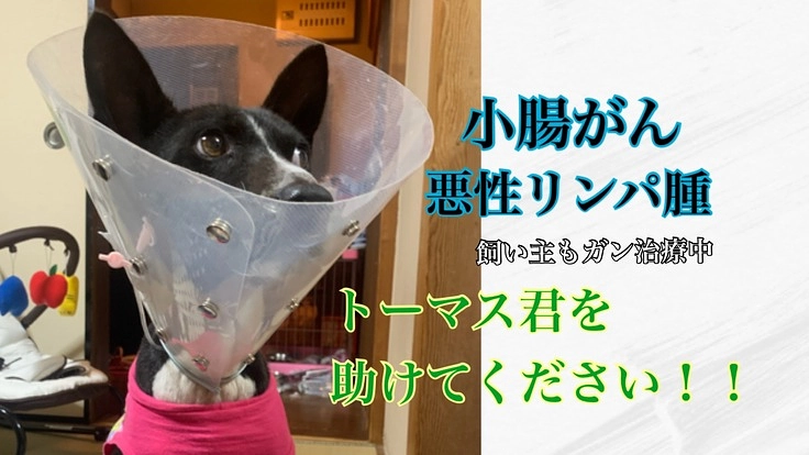 飼い主もがん治療中の愛犬トーマスのがん治療を応援したい