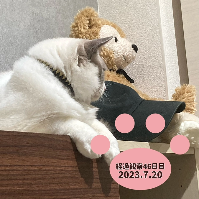 経過観察46日目(2023.7.20)