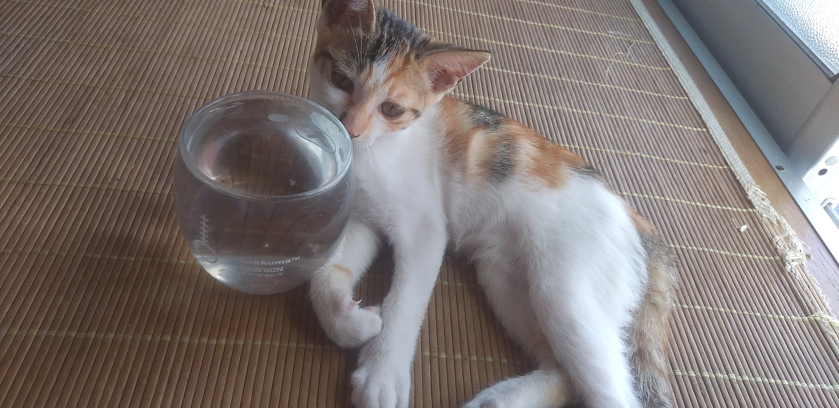 この場所に猫部屋を