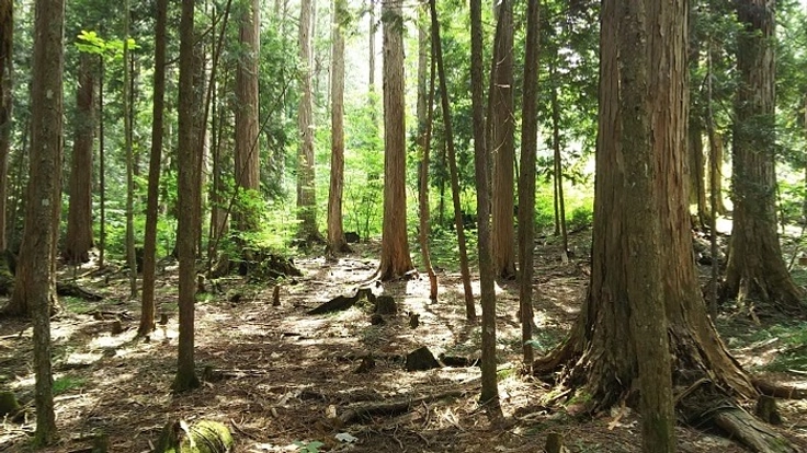 【ACT&FUN】材木ハンドメイドで触れ合おう!◆ヒノキの良さを◆