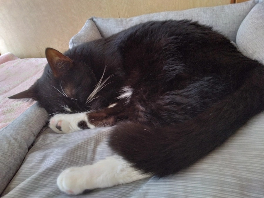 7/6はなちゃんの様子