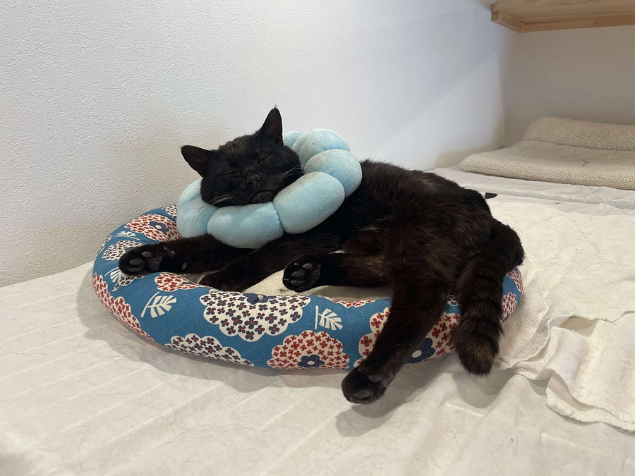 　【感謝と決意の50％｜500万円突破】まだ、助けを待つ命がいます──だから止まれない。