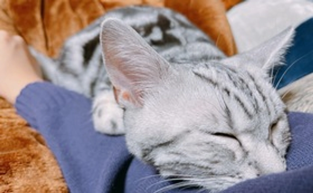 シルバくんのご支援感謝いたします。（リターン不要）