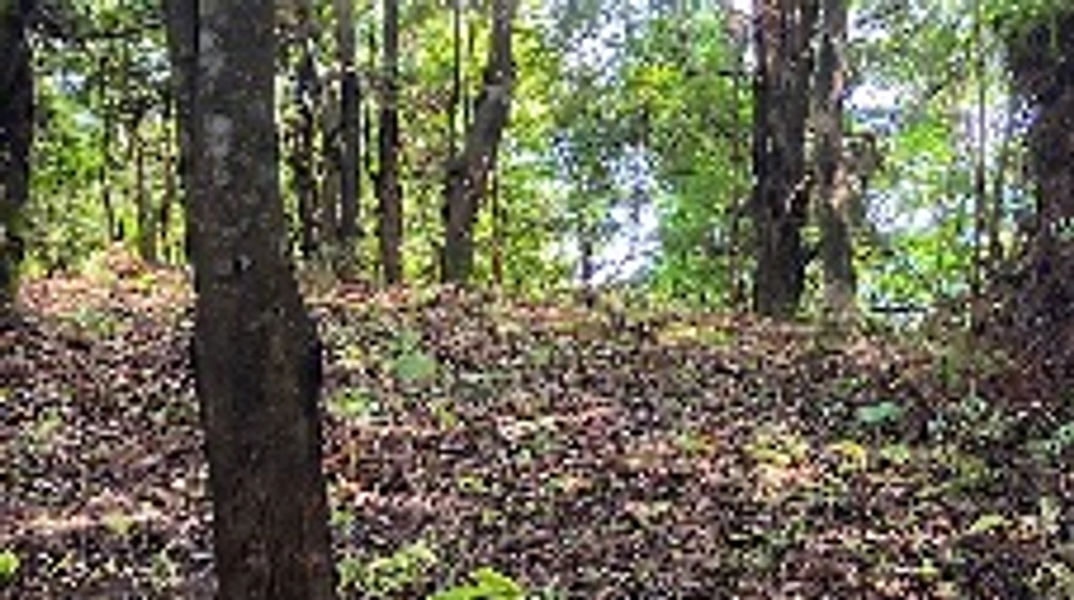 5/20(月)舗装道路＆歩道整備、広場整備