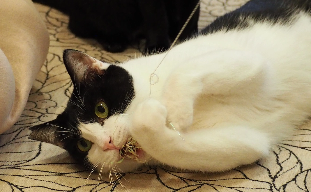 感謝のメール　5000円コース