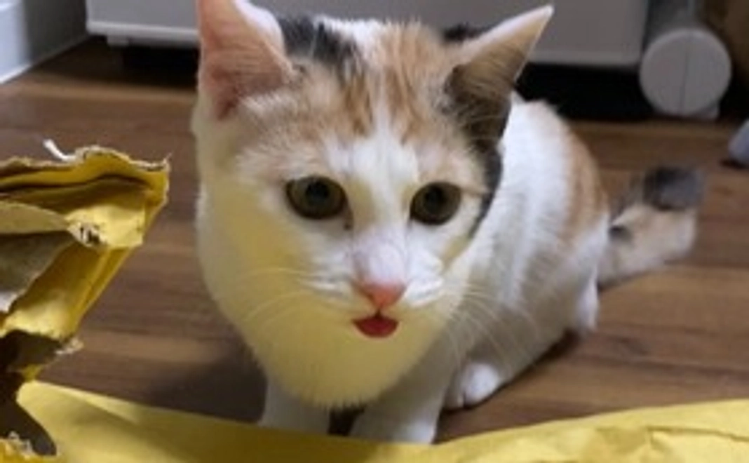 感謝のメール＋お気に入りの写真３枚