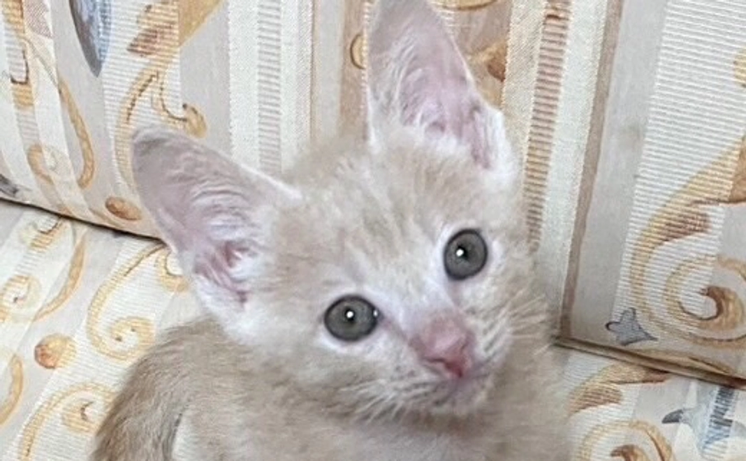 当店ホームページにて企業名・法人名の掲載をさせて頂きます。