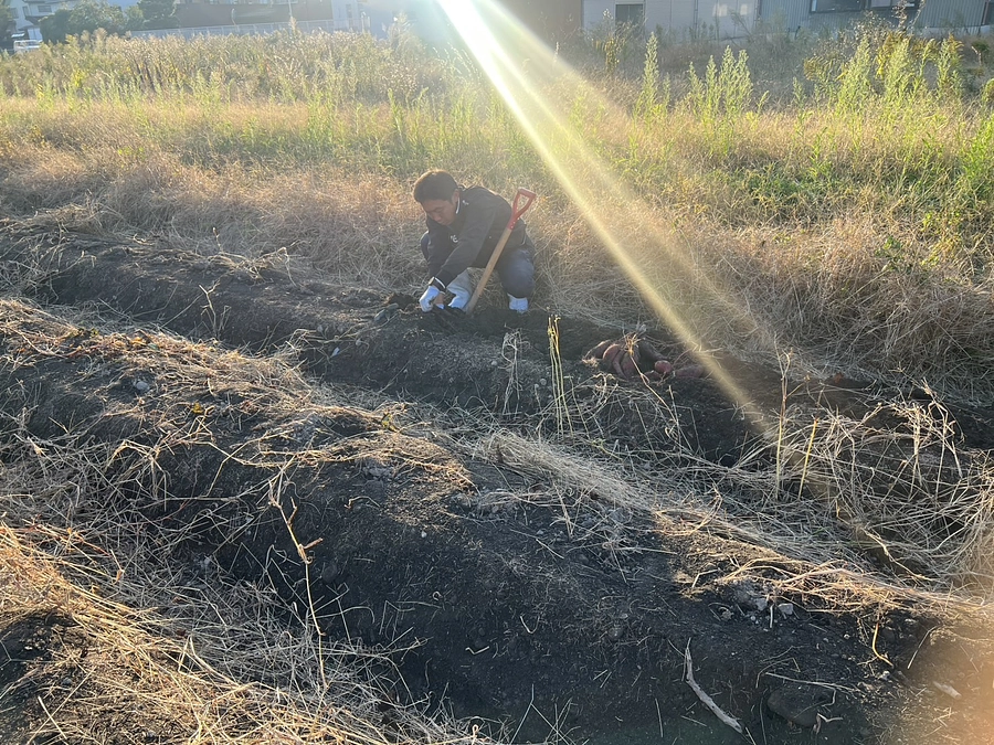 イモ掘りました