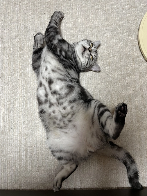 本日の銀時(経過観察16日目)