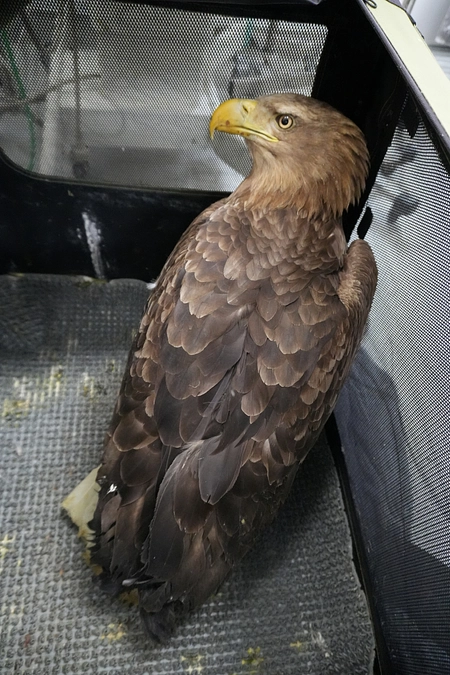 バードストライクに遭ったオジロワシ　翼と命が繋がった！