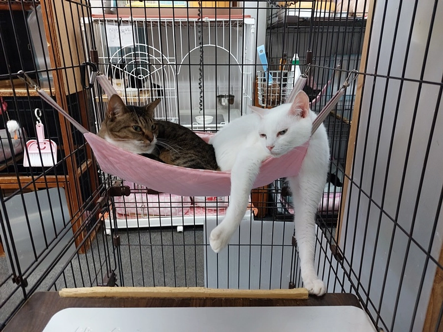 京都どうぶつあいごの会７月の活動報告